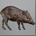 Peccary