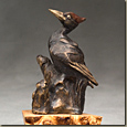 Ivory-billed Woodpecker 