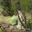 Sandhill Crane