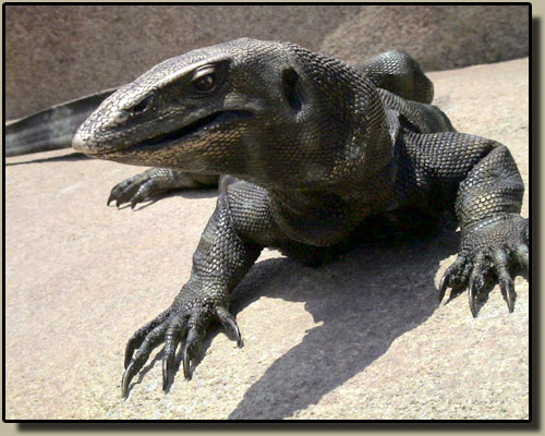 Denver Zoo Monitor Lizard