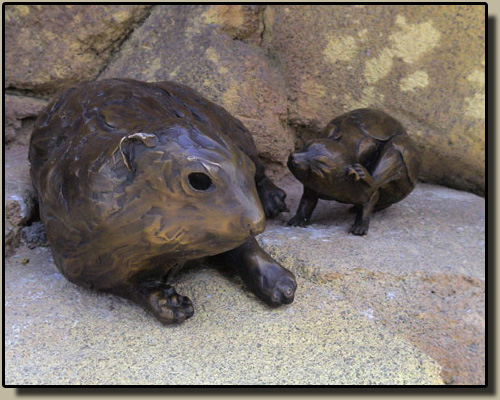 Denver Zoo Rock Hyrax