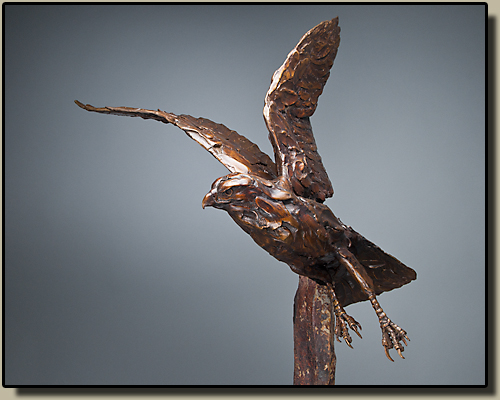 Bronze flying Redtailed Hawk